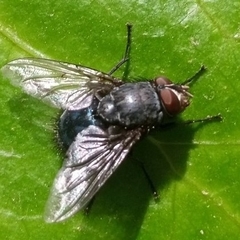 Calliphora vicina