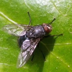 Calliphora vicina