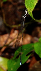 Platysticta maculata