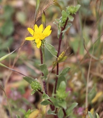 Grindelia hallii