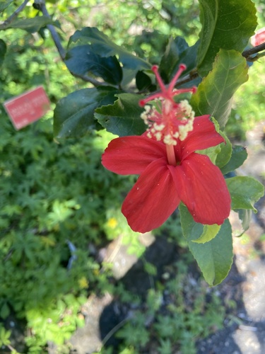 Hibiscus kokio observed 2022-05-15