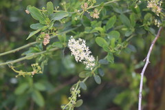 Ceanothus palmeri