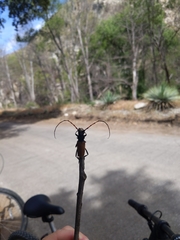 Tragidion gracilipes