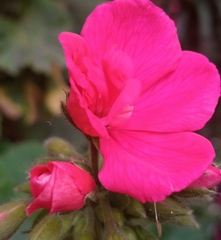 Pelargonium × hybridum
