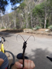 Tragidion gracilipes