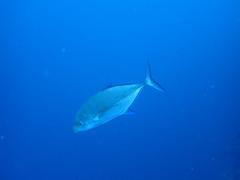 Ferdauia orthogrammus