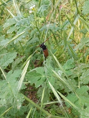 Tragidion gracilipes