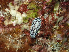 Pseudoceros imitatus