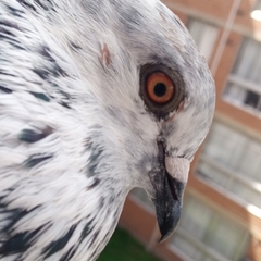 Columba livia