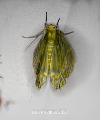 Iotaphora iridicolor