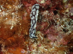 Pseudoceros imitatus