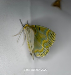 Iotaphora iridicolor