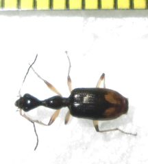 Eucolliuris