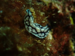 Pseudoceros imitatus