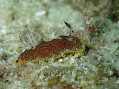 Halgerda tessellata