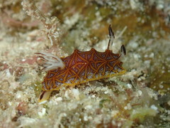 Halgerda tessellata
