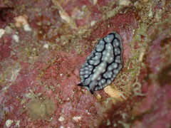 Pseudoceros imitatus