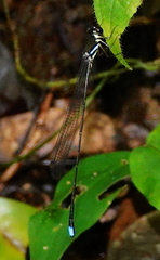 Platysticta maculata