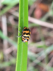 Cryptocephalus trifasciatus