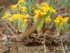 Eriophyllum multicaule