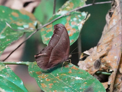 Coelites epiminthia
