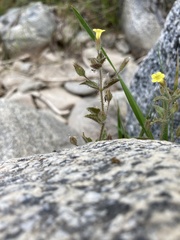 Mimetanthe pilosa