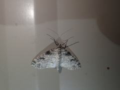 Lobophora nivigerata