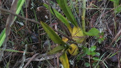 Vitekorchis vasquezii