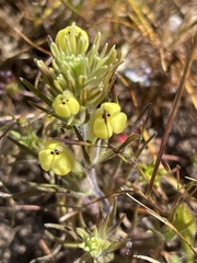 Castilleja ambigua