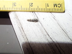 Agraylea multipunctata