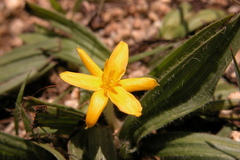 Curculigo orchioides