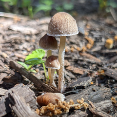 Coprinopsis canoceps