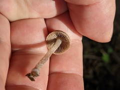 Coprinopsis canoceps