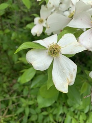 Cornus florida