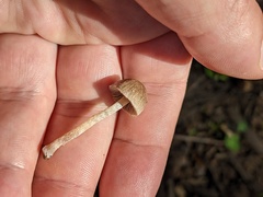 Coprinopsis canoceps