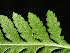 Pteris epaleata