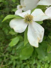 Cornus florida