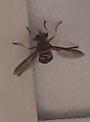 Milesia virginiensis