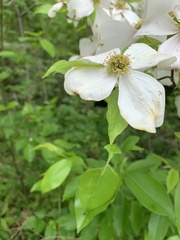 Cornus florida
