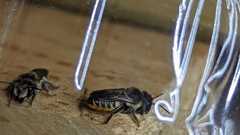 Megachile igniscopata