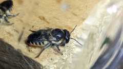 Megachile igniscopata