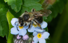 Andrena rufosignata