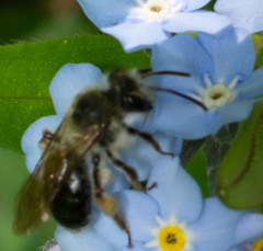 Andrena rufosignata