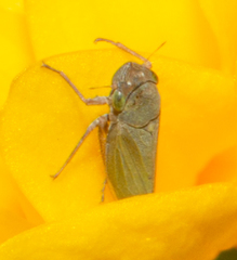 Helochara communis