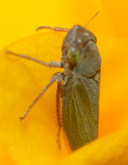 Helochara communis