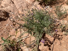 Astragalus desperatus