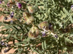 Astragalus desperatus