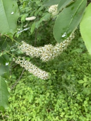 Prunus virginiana