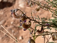 Astragalus desperatus