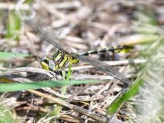 Phanogomphus militaris